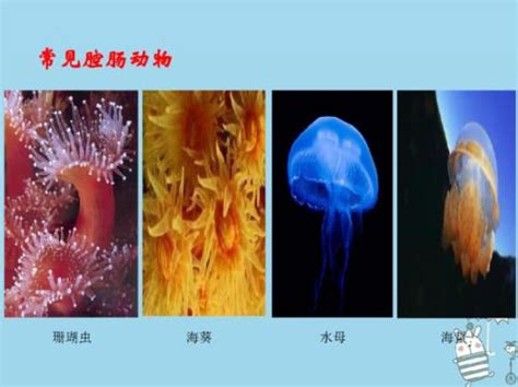 常见的无脊椎动物下载-生物-21世纪教育网