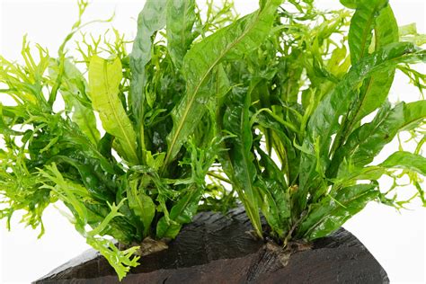 Image result for Windelov Java Fern