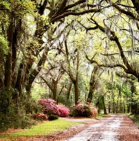 Hilton Head Island Vacation Rentals | Houses and More | Airbnb