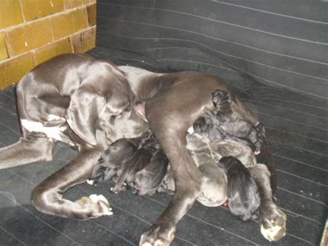 Tiere Kleinanzeigen Treuenbrietzen Anzeigenmarkt Treuenbrietzen