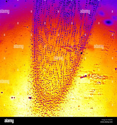 Beauty of Biology under microscopy Stock Photo - Alamy