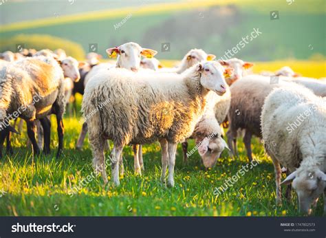 Cartoon Flock Of Sheep
