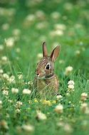 Image result for Cottontail Rabbit Missouri