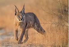 sedere piu bello al mondo l animale pi 249 bello mondo mille animali sedere piu bello al mondo l animale pi 249 bello mondo mille animali