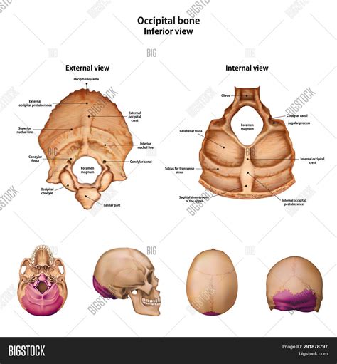 Superior Nuchal Line External Occipital Protuberance