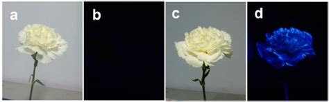 Cultivating Fluorescent Flowers with Highly Luminescent Carbon Dots ...