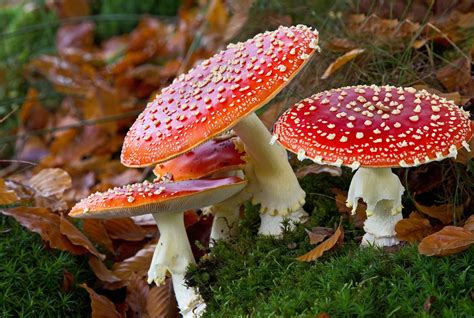 Fungi - Definition, Characteristics, Morphology, Importance, Examples - Biology Notes Online