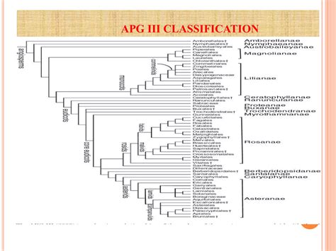 APG III Classification.pdf