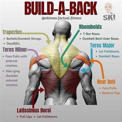 Image result for How to Develop Back Muscles