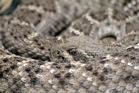 Western Hognose Snake Lifespan: A Comprehensive Guide
