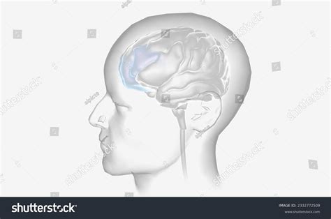 Image result for Brain Prefrontal Cortex