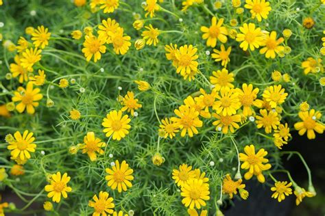 10 Types of Daisies for Your Perennial Garden