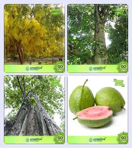 creative farmer Seeds Of Trees For Garden Cassia Fistula,Gmelina ...