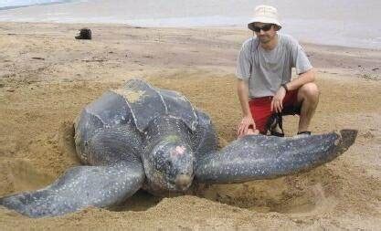 世界上体型最大的海龟 长达3米重900公斤_四海奇闻