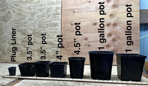 Thymus Praecox ‘coccineus’ | Red Creeping Thyme | Fragrant Groundcover ...