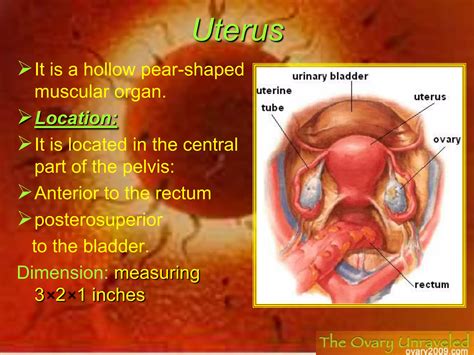 Human System System Of Reproductive Female | PPSX