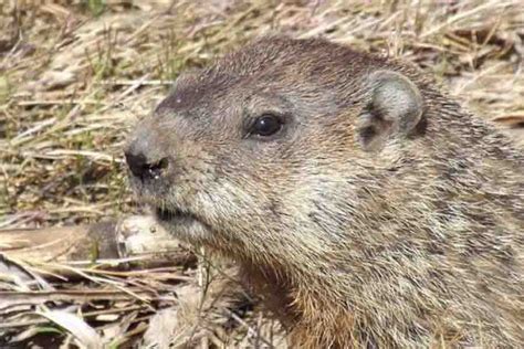 Woodchuck Vs. Beaver: The 7 Main Differences