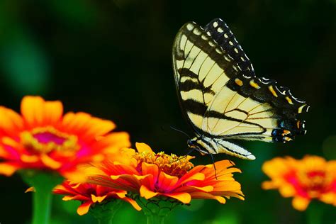 picture, black, butterfly pictures, yellow butterfly, animal wing ...