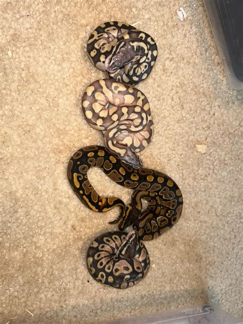 Ball Python Hatchling Care 的图像结果