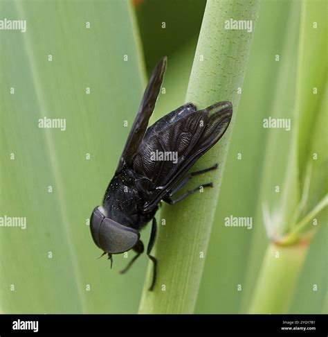 Black Horse Fly (Tabanus atratus Stock Photo - Alamy