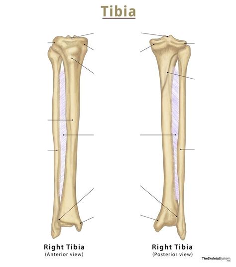 Image result for Ribstride Tibia