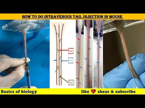 Image result for Intradermal Injection Mouse