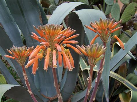 Free Images : nature, blossom, cactus, bloom, summer, orange, color ...