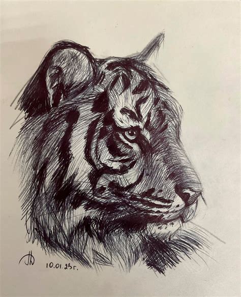 Image result for Tiger Drawing Easy