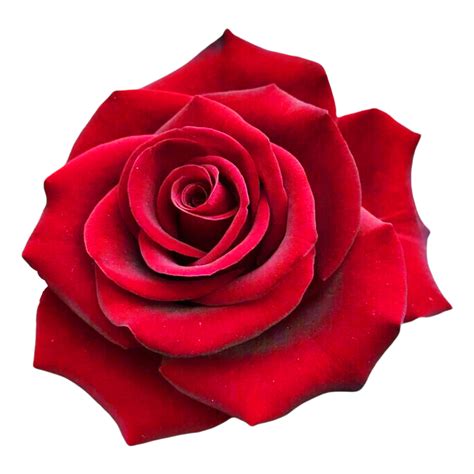 Red Rose on White Background