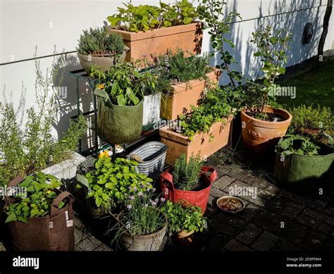 Herb garden in pots Stock Photo - Alamy