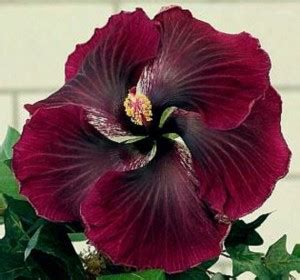 pb mandira plant Hibiscus Plant Price in India - Buy pb mandira plant ...