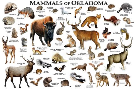 Mammals of Oklahoma Poster Print / Oklahoma Mammals Field | Etsy