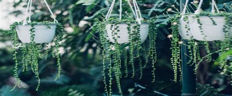 Top 12 Indoor Succulent Plants