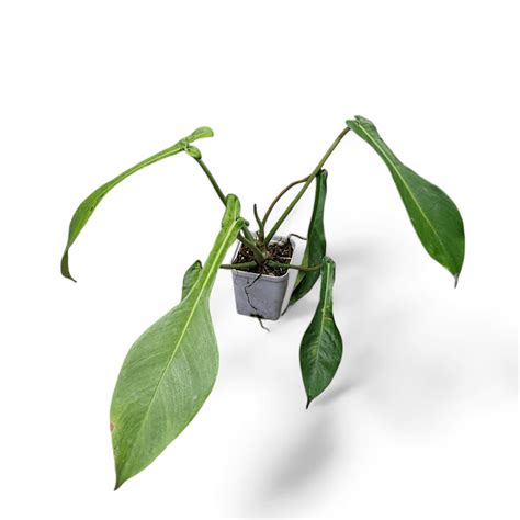 Philodendron joepii – Rare Aroid with Unique Leaf Shape | Soiled