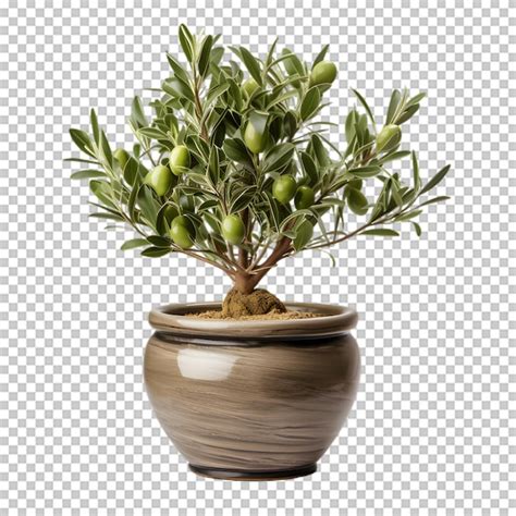Olive tree in a pot isolated on transparent background | Premium AI ...