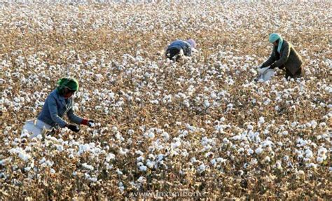 【图集】新疆的棉花采摘：机械与手工并存|新疆维吾尔自治区|棉花|新疆_新浪科技_新浪网
