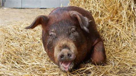 Discovering the Duroc Pig | History, Characteristics, and Care Tips ...