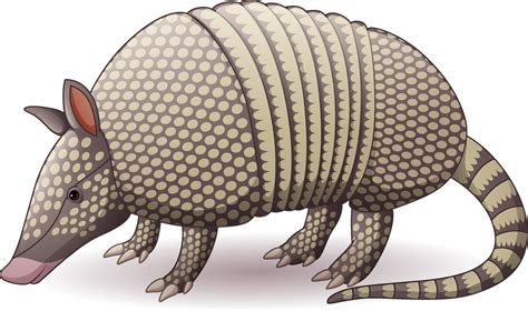 Cartoon armadillo isolated on white background 8386698 Vector Art at ...