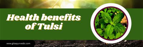 Health benefits of Tulsi