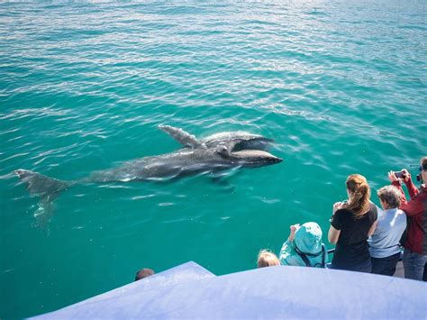 WHALE WATCH KAIKOURA (2026) All You Need to Know BEFORE You Go (with ...