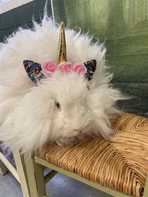 Angora rabbit Rabbits For Sale | Taylor, MI #292314