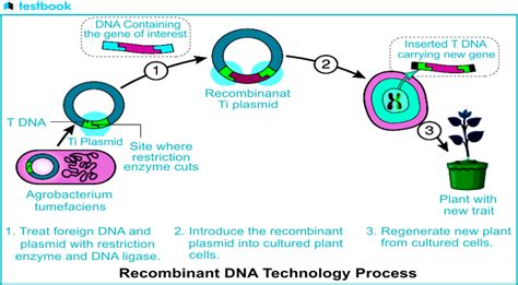 Recombinant DNA Technology 的图像结果