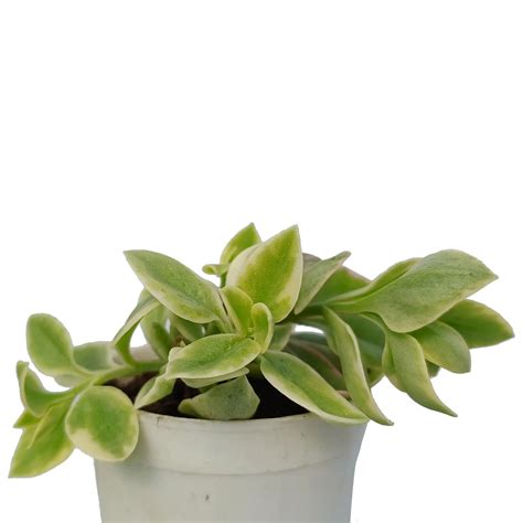 Buy Aptenia Cordifolia Variegated Baby Sunrose Plant Online – Secculent