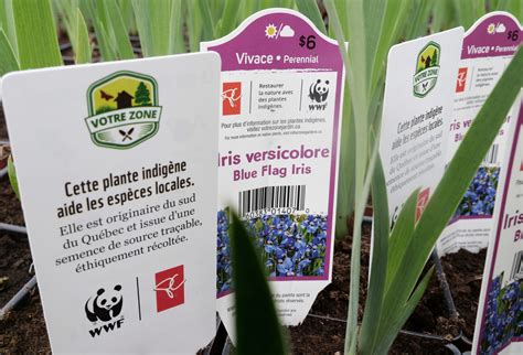 Quebec Plants Native at Molly Taveras blog