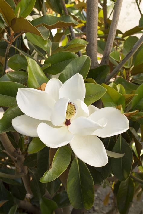 Saint Mary Southern Magnolia -- Compact form creates a dense, pyramidal ...