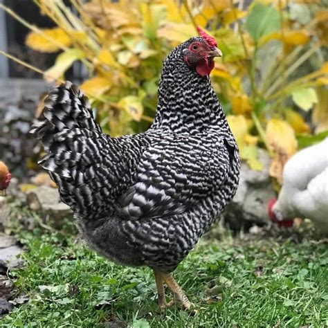 Top 8 Black and White Chicken Breeds - Tendig