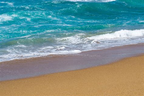 Image result for Beach Sea Shells