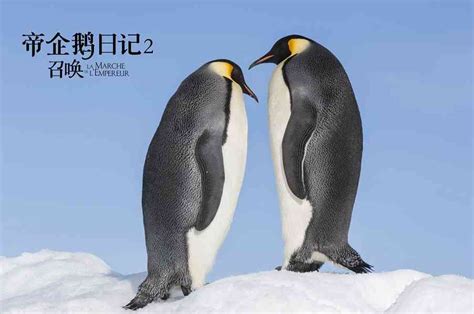 《帝企鹅日记2》发企鹅全家福海报_TOM明星