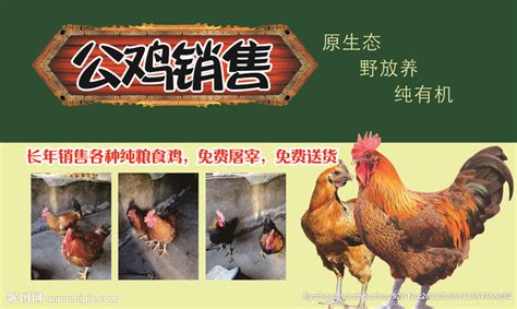 养鸡场的禽类高清图片下载-正版图片600274436-摄图网