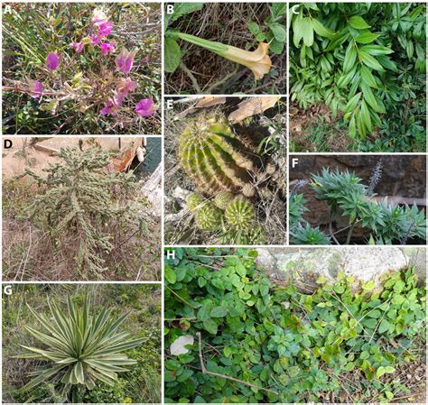Cataloging the Alien Flora of the Costa Brava (NE Iberian Peninsula ...